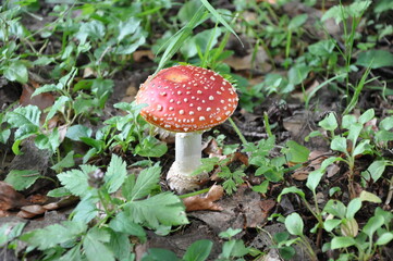 fly agaric mushroom