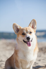 welsh corgi pembroke walks in the park