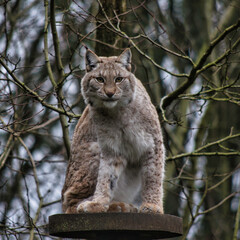 animal 