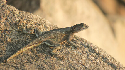 A female Mwanza flat-headed agama sitting on a rock. The pattern of the scales on her back blends...