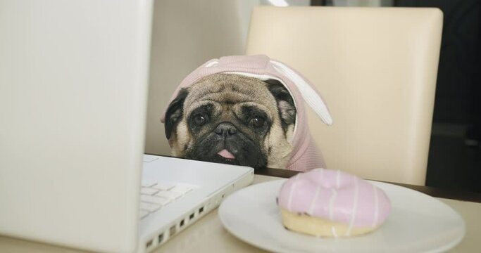 Cute pug dog dressed funny with laptop, notebook at cozy morning kitchen at home. Sitting at the table with a donut. Looking at food, distracted from work. Hungry funny bad freelancer dog concept