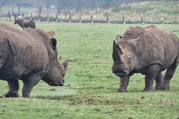 Obraz premium animal 