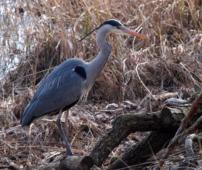 grey heron standing with reed in background
