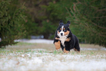 Lovely Bernese Mountain Dog puppy autumn