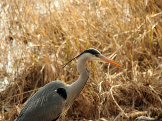 grey heron standing with reed in background