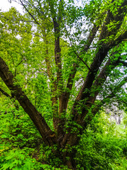 Branched green tree in the summer forest on a sunny day.