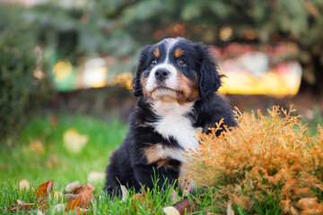 Lovely Bernese Mountain Dog puppy autumn