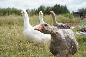 geese on the grass