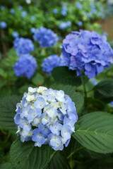 青い紫陽花の花