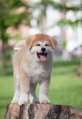 Fototapeta na wymiar Akita Inu puppy outdoor