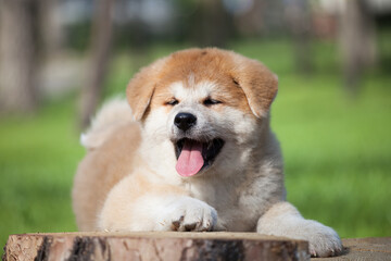 Akita Inu puppy outdoor