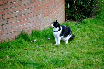 Hunting magpie cat on the grass near a brick wall