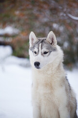 Siberian Husky  dog in the park