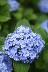 アジサイ　てまりてまり