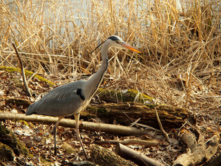 grey heron standing with reed in background