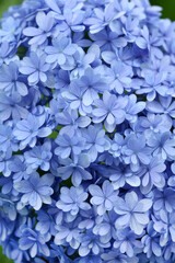 アジサイ　てまりてまりの花びら