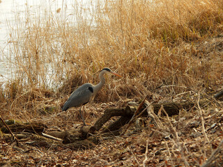 grey heron standing with reed in background