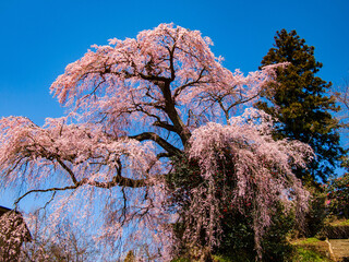 春爛漫、満開の桜
