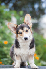 Portrait of a welsh corgi cardigan puppy