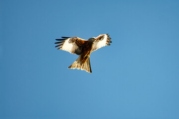 kite in flight