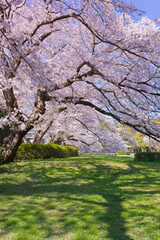 桜　公園