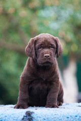 Labrador Retriever Puppy outdoor