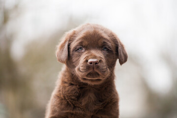 Labrador Retriever Puppy outdoor
