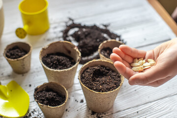 Hands of a small child planted seeds at home. Seeds of courgette or pumpkin in open palm of child. Earth day concept. nurturing baby plant. protect nature. Peat pots for planting,