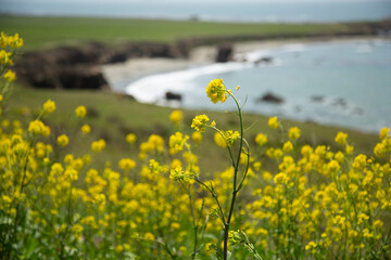 Close up of yellow wildflowers with curve of turquoise ocean shoreline out of focus in background