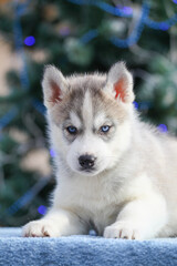 Siberian Husky puppies outdoor