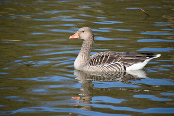 Country goose swimming in water, Coombe Abbey, Coventry, England, UK