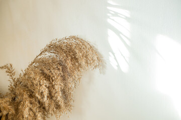 Branch of dry reeds on background of white wall at home with sun light and trendy shadow. Beautiful...