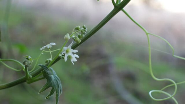 White staminate panicle inflorescences bloom on Chilicothe, Marah Macrocarpa, Cucurbitaceae, native monoecious herbaceous perennial vine in Topanga State Park, Santa Monica Mountains, Winter.