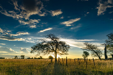 Fototapeta premium Sunset with trees in a rural environment