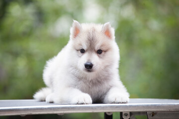 little Siberian Husky puppy