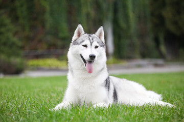 Siberian Husky  dog in the park