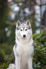 Siberian Husky  dog in the park