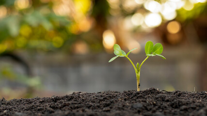 The seedlings grow from fertile soil and the morning sun shines. Ecology and ecological balance concept.