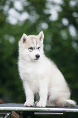Obraz premium little gray-and-white husky puppy