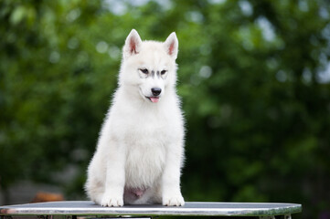 Naklejka premium little gray-and-white husky puppy