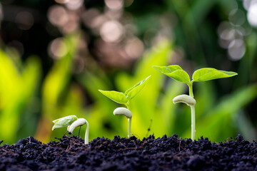 Growth order of young plants, plants or young trees on natural background.