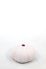 Sea Urchins shell on isolated white background