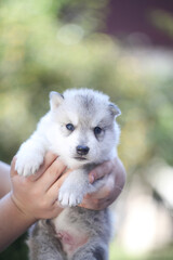 little Siberian Husky puppy
