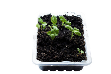Growing Microgreens On Plastic White Cup.