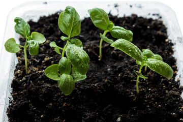 Growing Microgreens On Plastic White Cup.