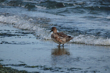 海岸で食事するカモ