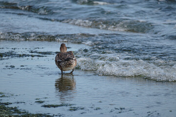海岸で食事するカモ
