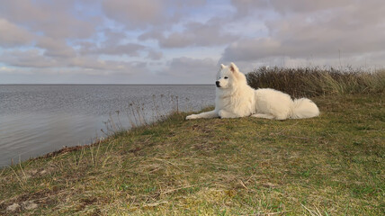 Samoyed dog lying on the coast