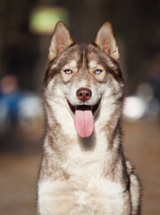 Siberian Husky  dog in the park