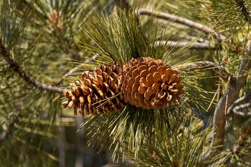 Two pine cones hanging in a tree near Lake Tahoe, Nevada